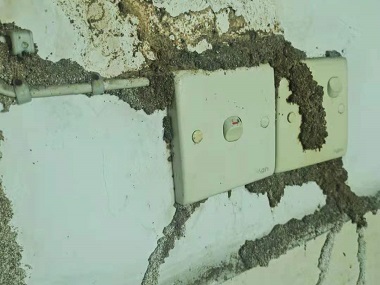天河白蟻備案所教你怎么排查自家有沒有蟻巢